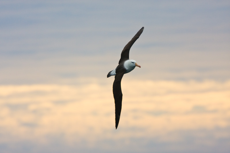 Black-Browed Albatross In Flight